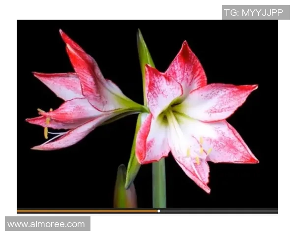 藏族美女与足球明星的浪漫爱情故事在草原上绽放出绚丽的花朵